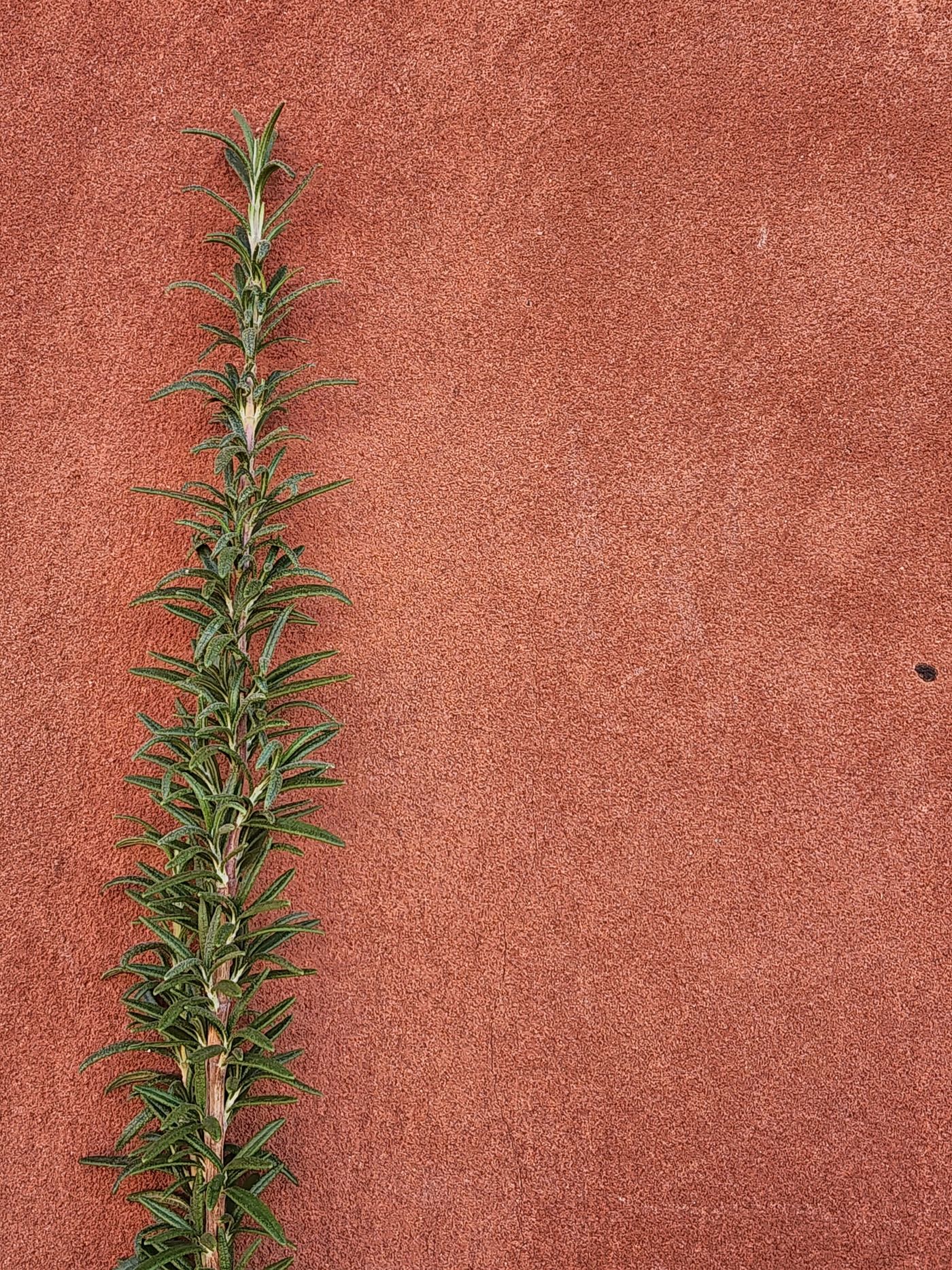 Rosemary, the botanical source of focus roll-on 10ml
