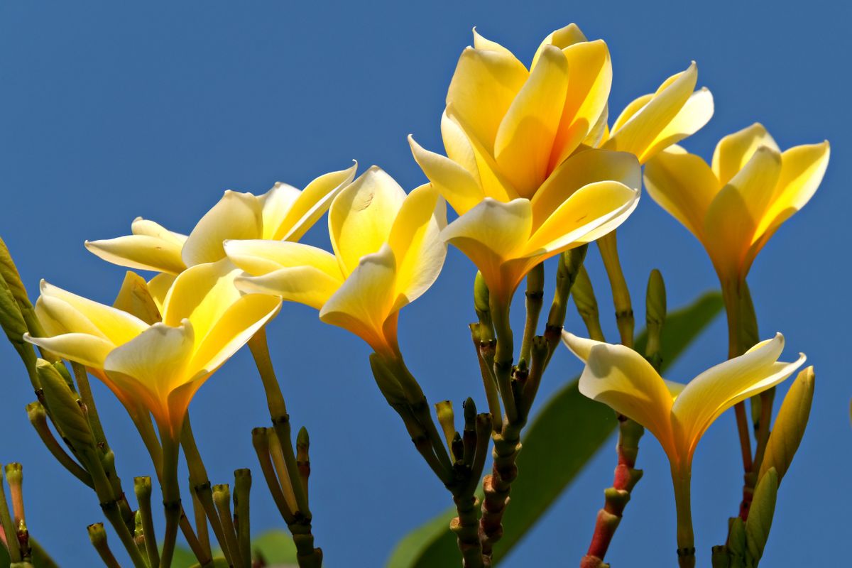 Frangipani - the ingredient used in Frangipani Kemboja Body Mist, private label OEM Malaysia