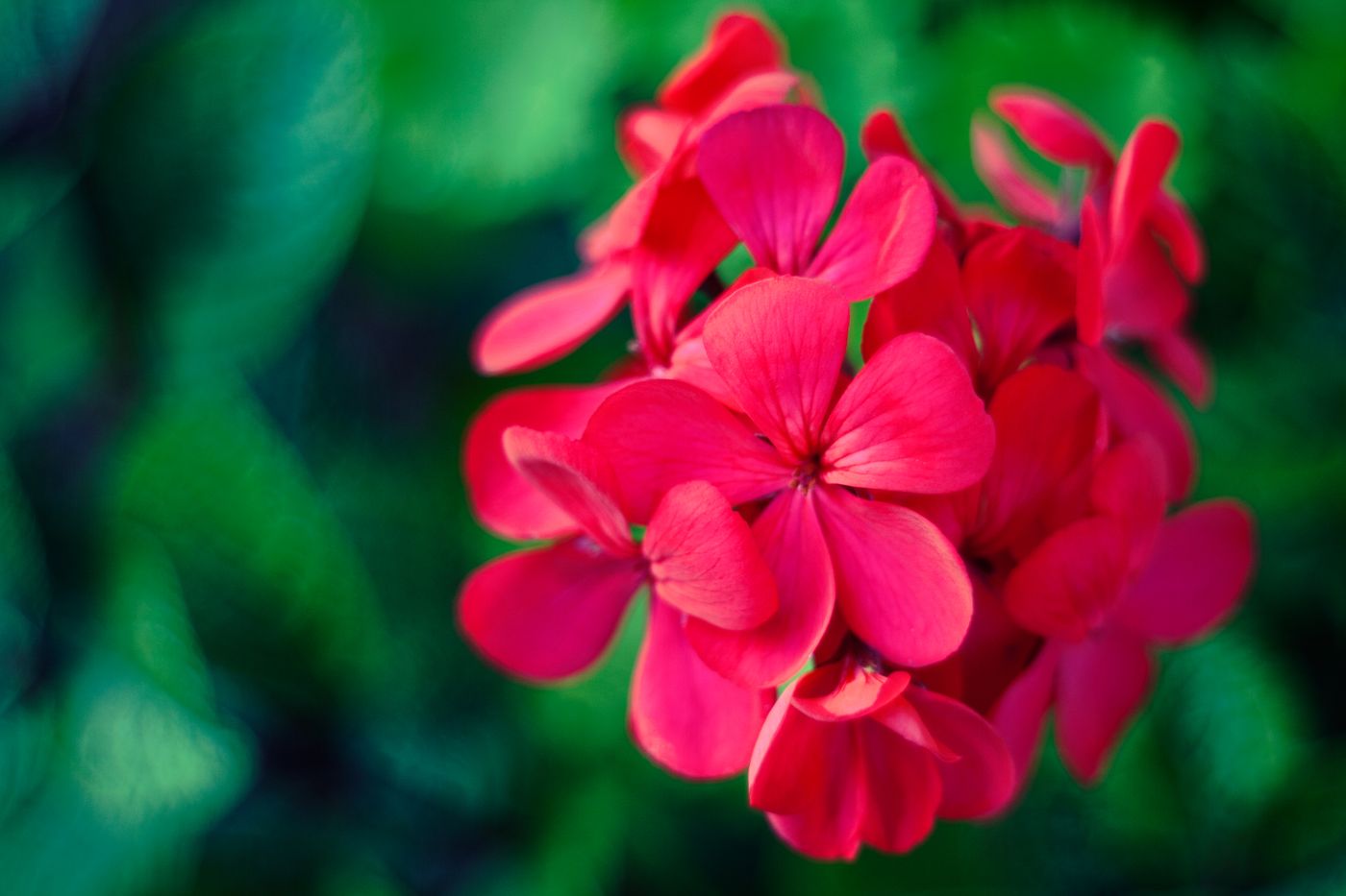 Geranium, the botanical source of geranium essential oil
