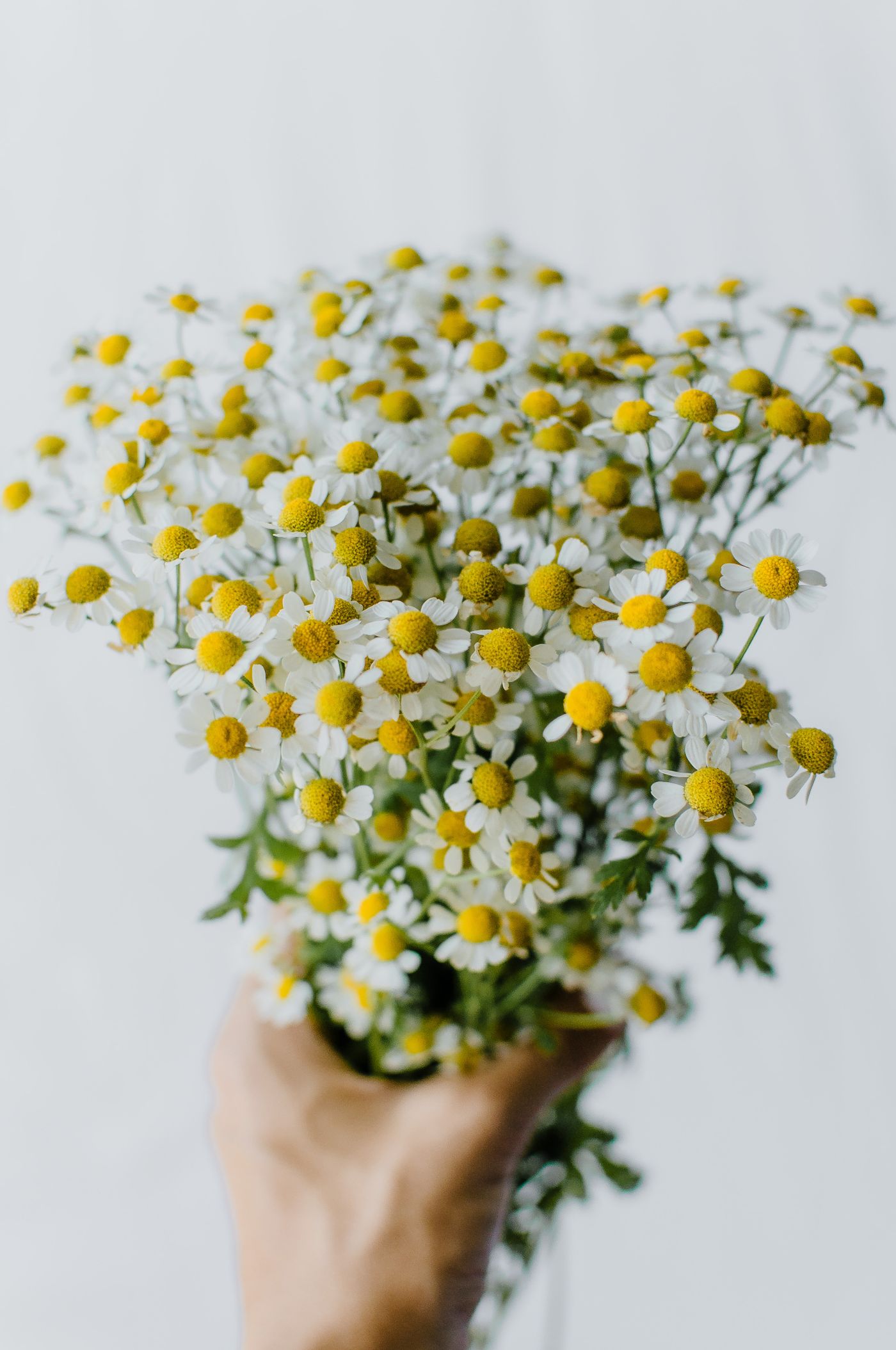 German Chamomile, the botanical source of german chamomile essential oil