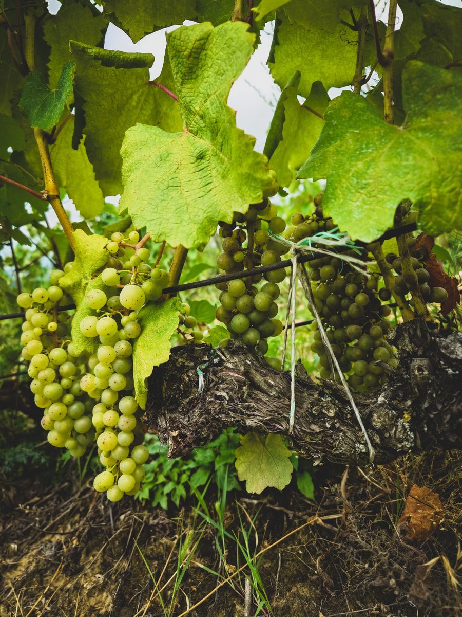 green grapes vineyard