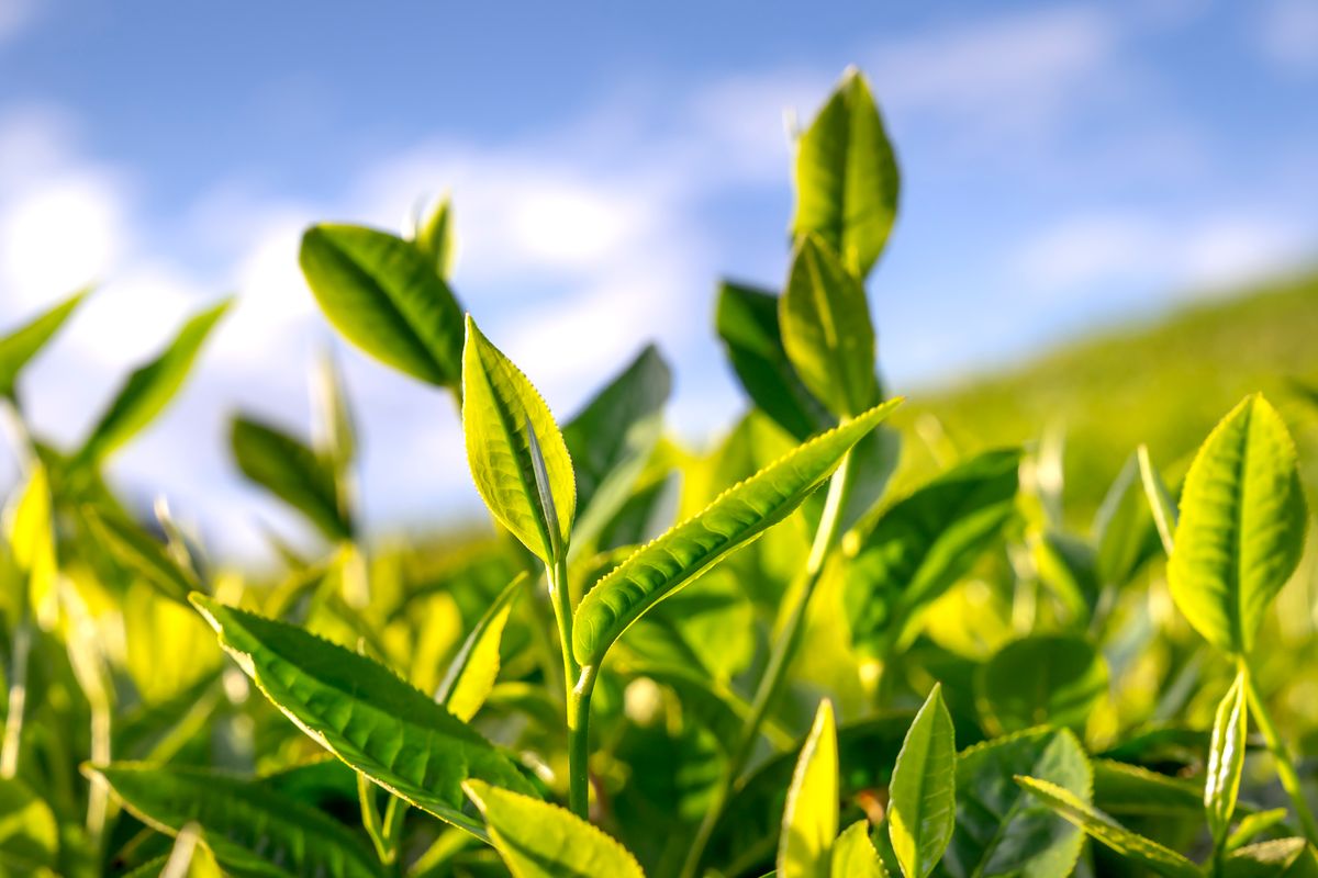 Green Tea - the ingredient used in Green Tea Fresh Body Mist, private label OEM Malaysia