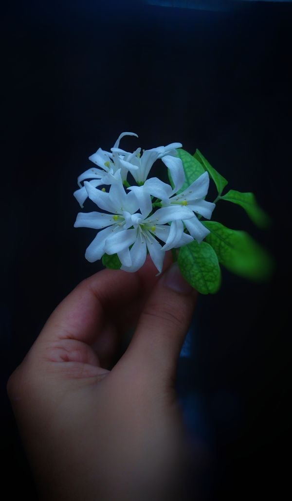 jasmine note