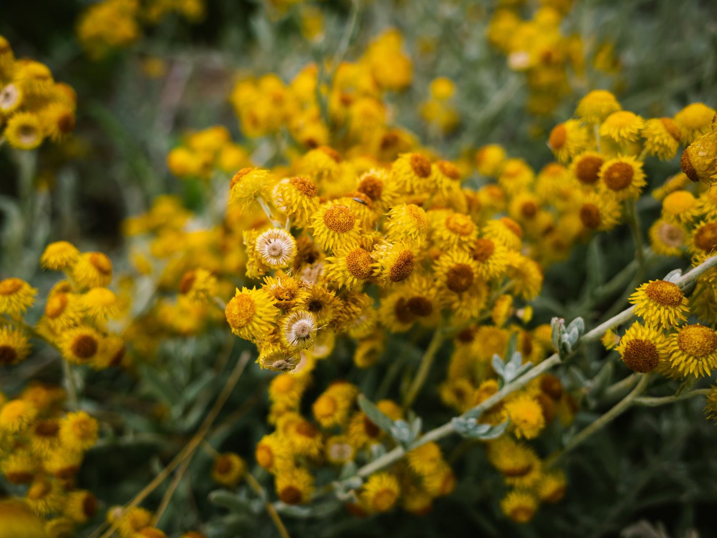 Helichrysum, the botanical source of helichrysum essential oil 5ml