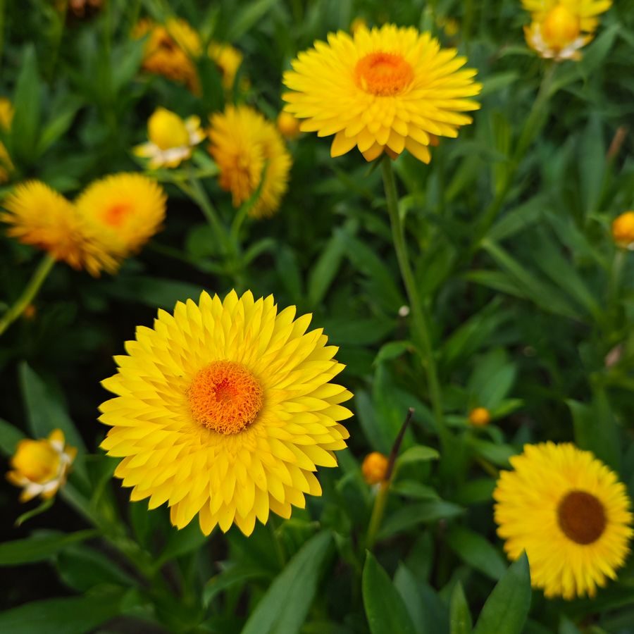helichrysum yellow flower