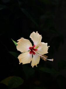 Hibiscus - the ingredient used in Hibiscus Herbal Tea Bags, private label OEM Malaysia