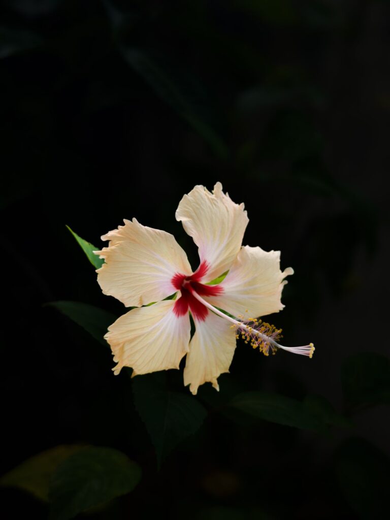 Hibiscus - the ingredient used in Hibiscus Herbal Tea Bags, private label OEM Malaysia