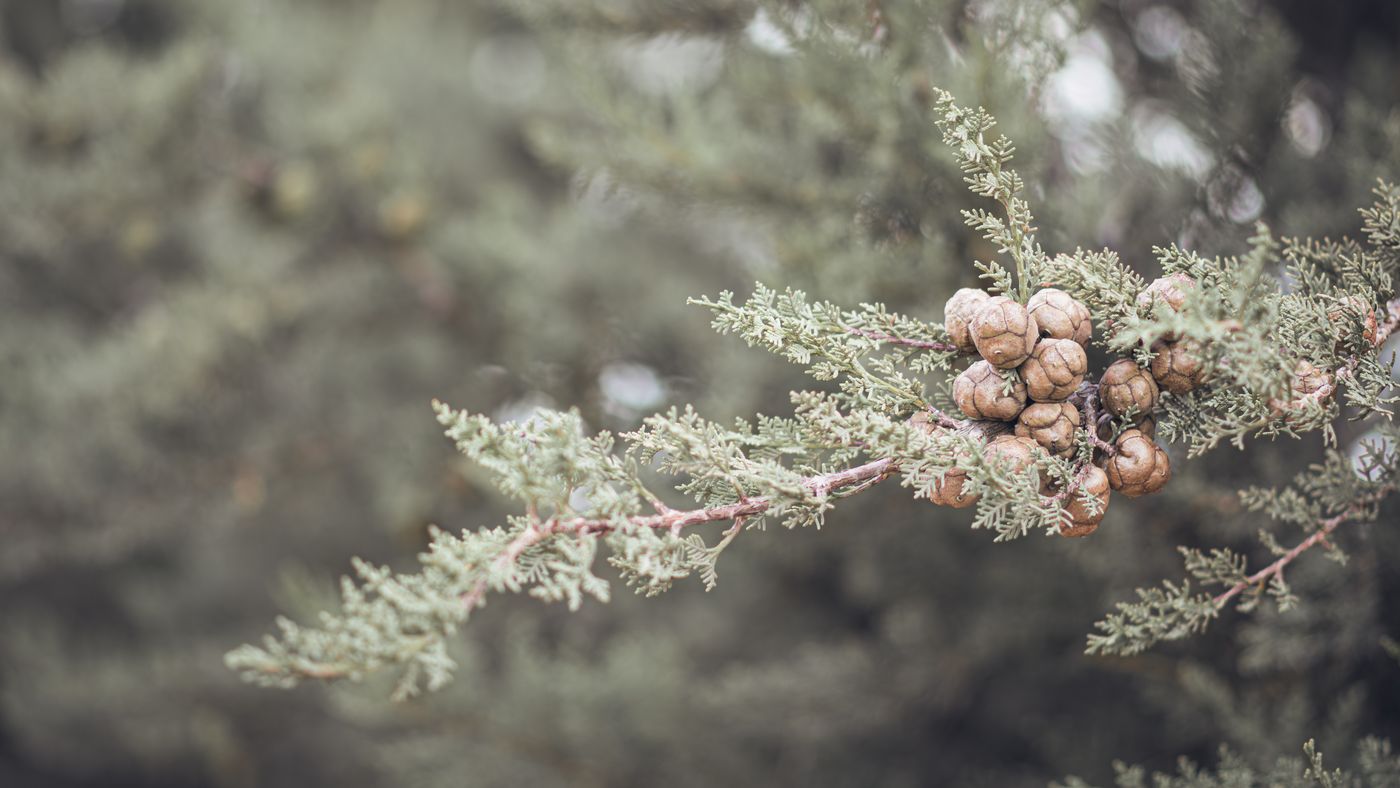 Hinoki, the botanical source of hinoki essential oil