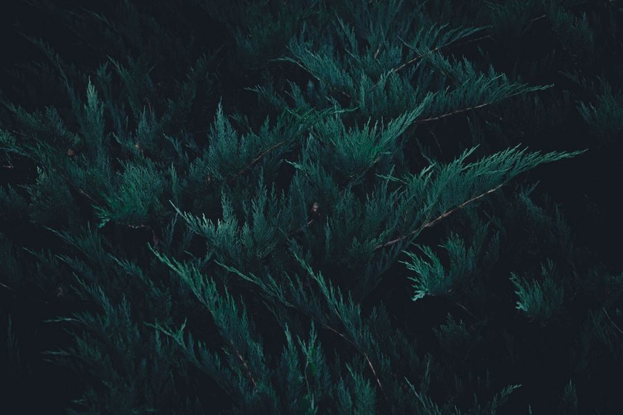 japanese cypress forest