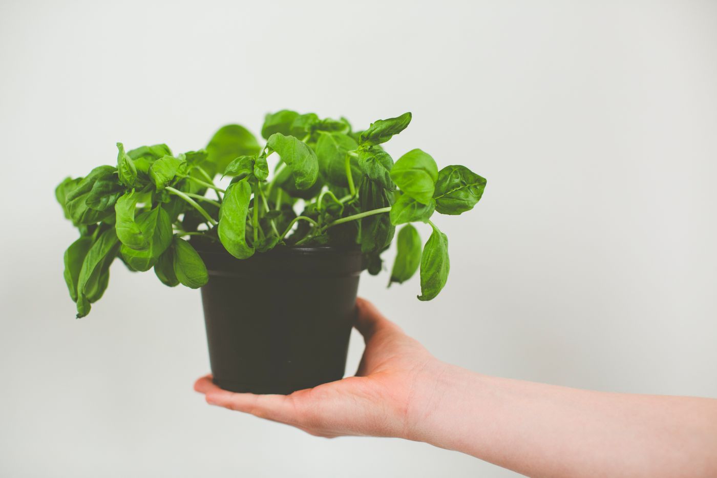 Holy Basil (Tulsi), the botanical source of holy basil (tulsi) essential oil