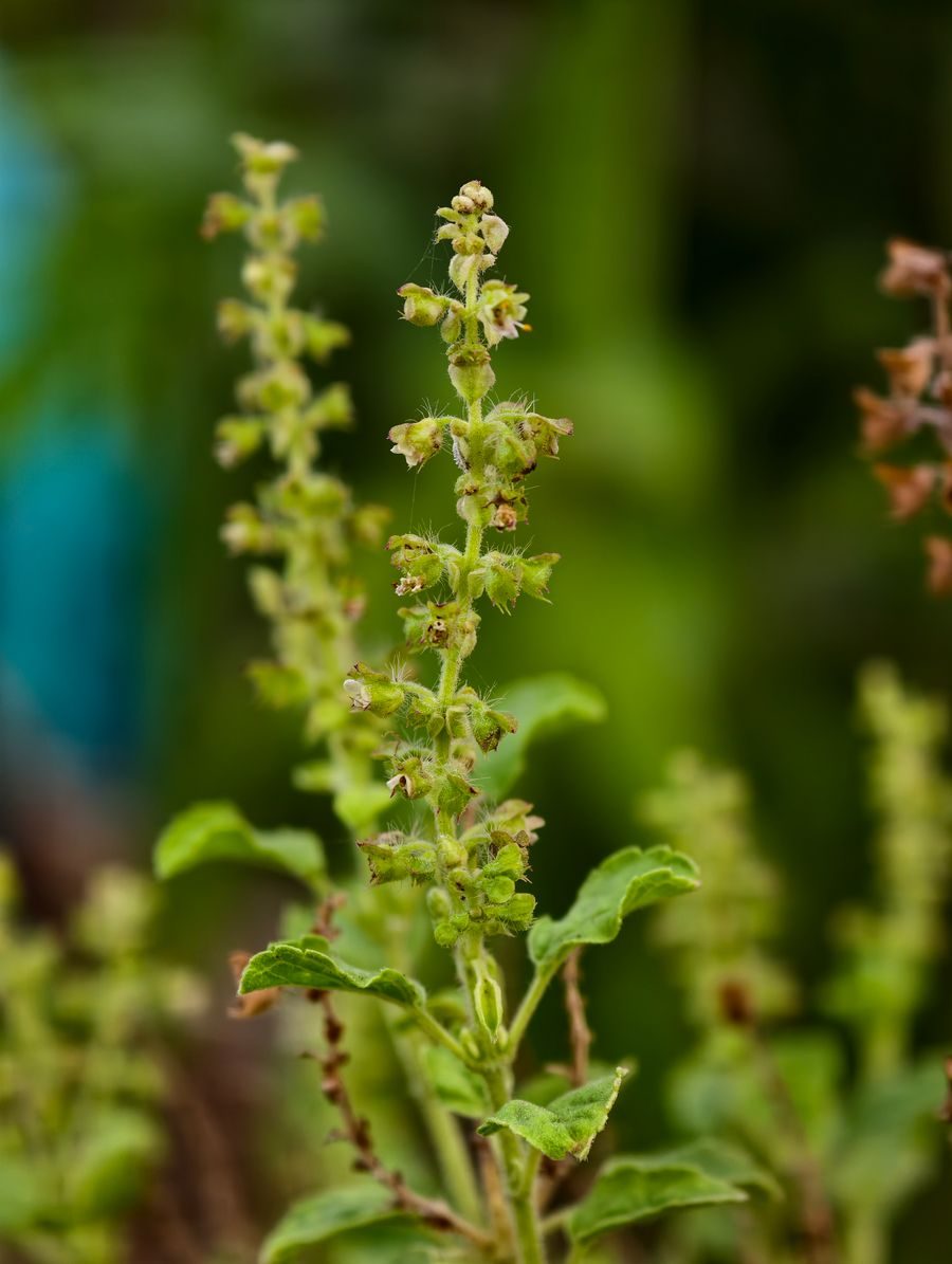 tulsi basil plant