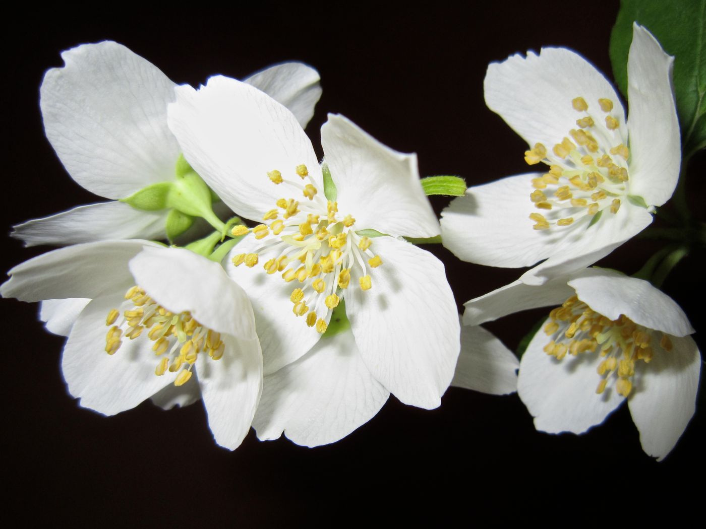 Jasmine, the botanical source of jasmine absolute 5ml