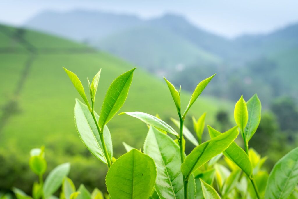 Green Tea - the ingredient used in Jasmine Green Tea Bags, private label OEM Malaysia