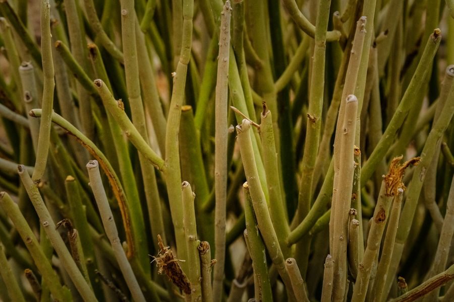 desert shrub green plant
