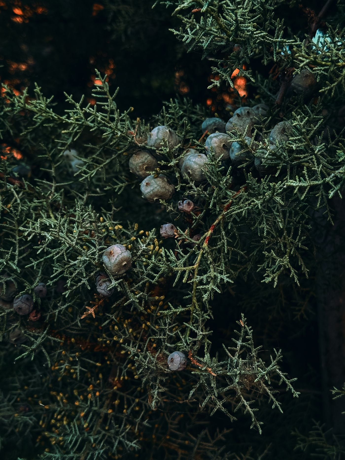 Juniper Berry, the botanical source of juniper berry essential oil