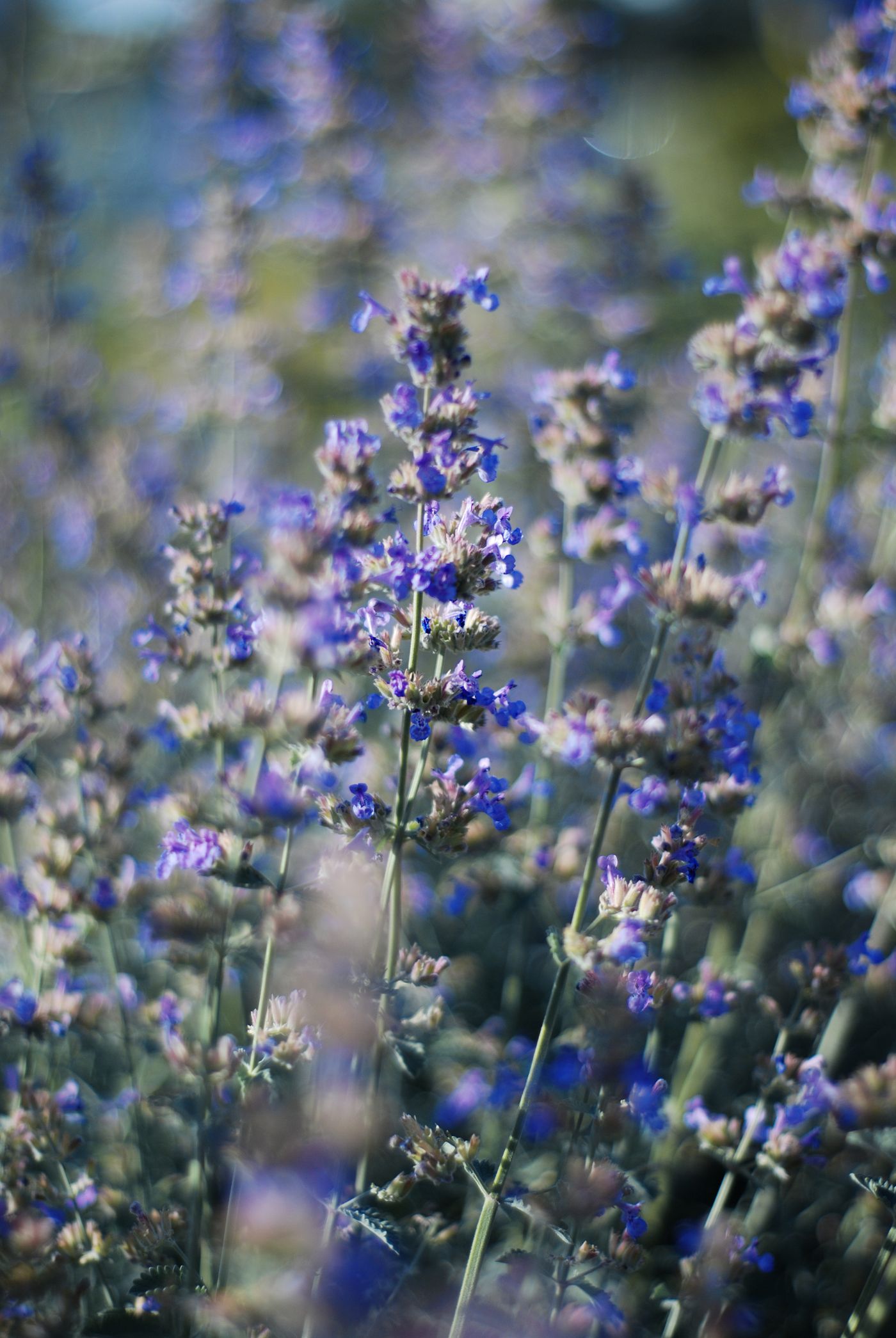 Lavender, the botanical source of kids bedtime roll-on
