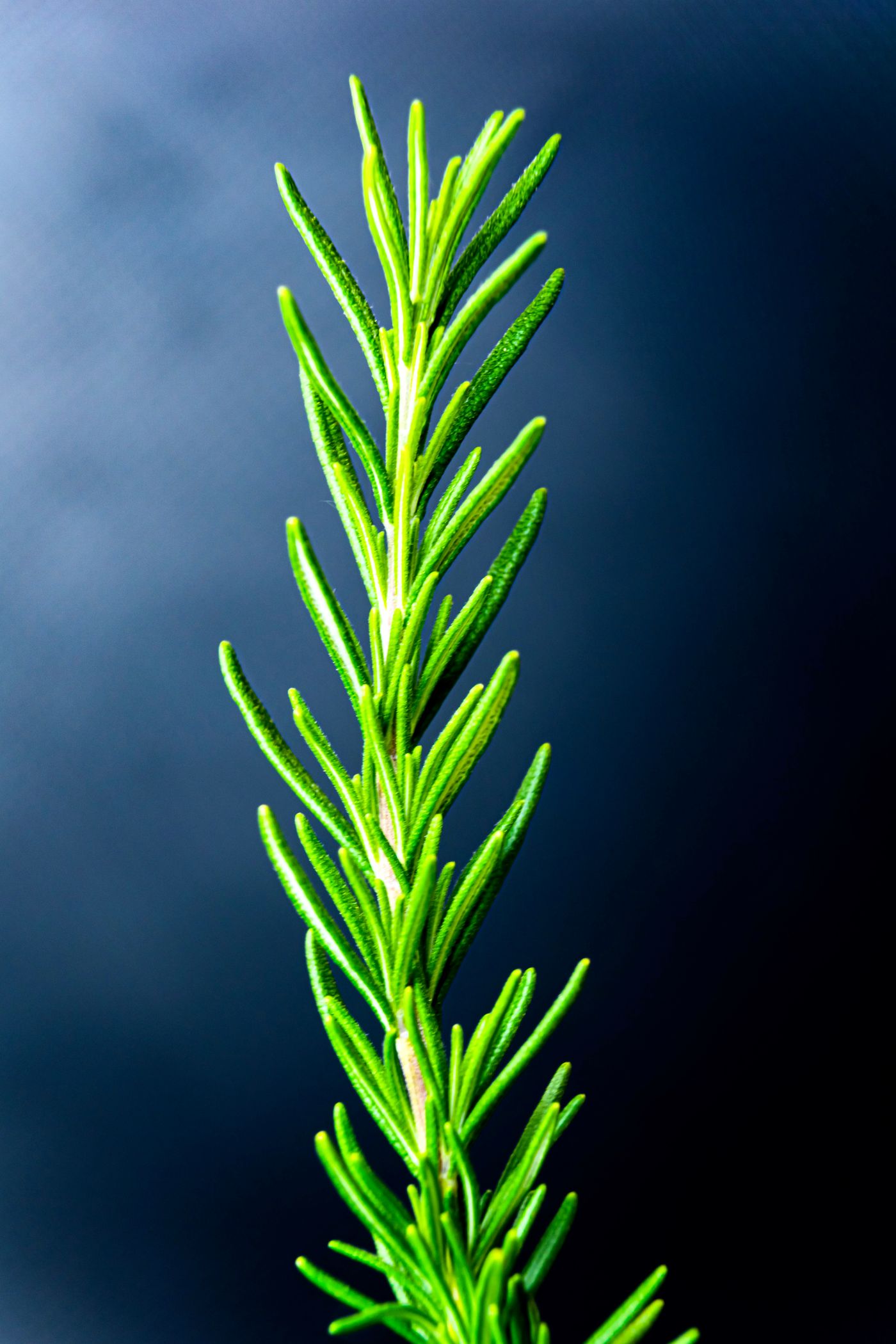 Rosemary, the botanical source of kids focus roll-on