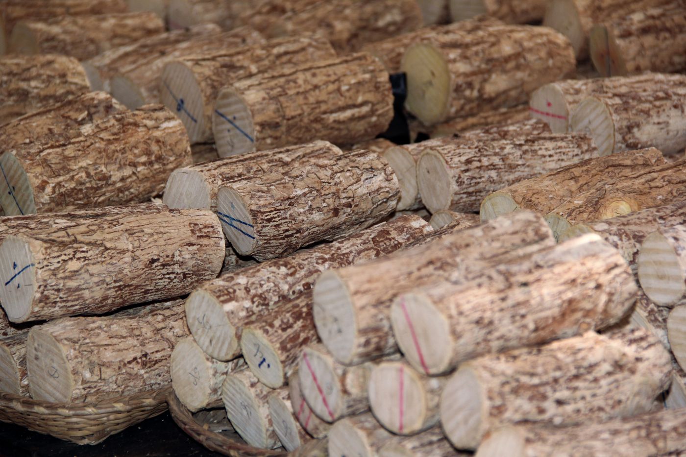 Hawaiian Sandalwood, the botanical source of kids grounding roll-on