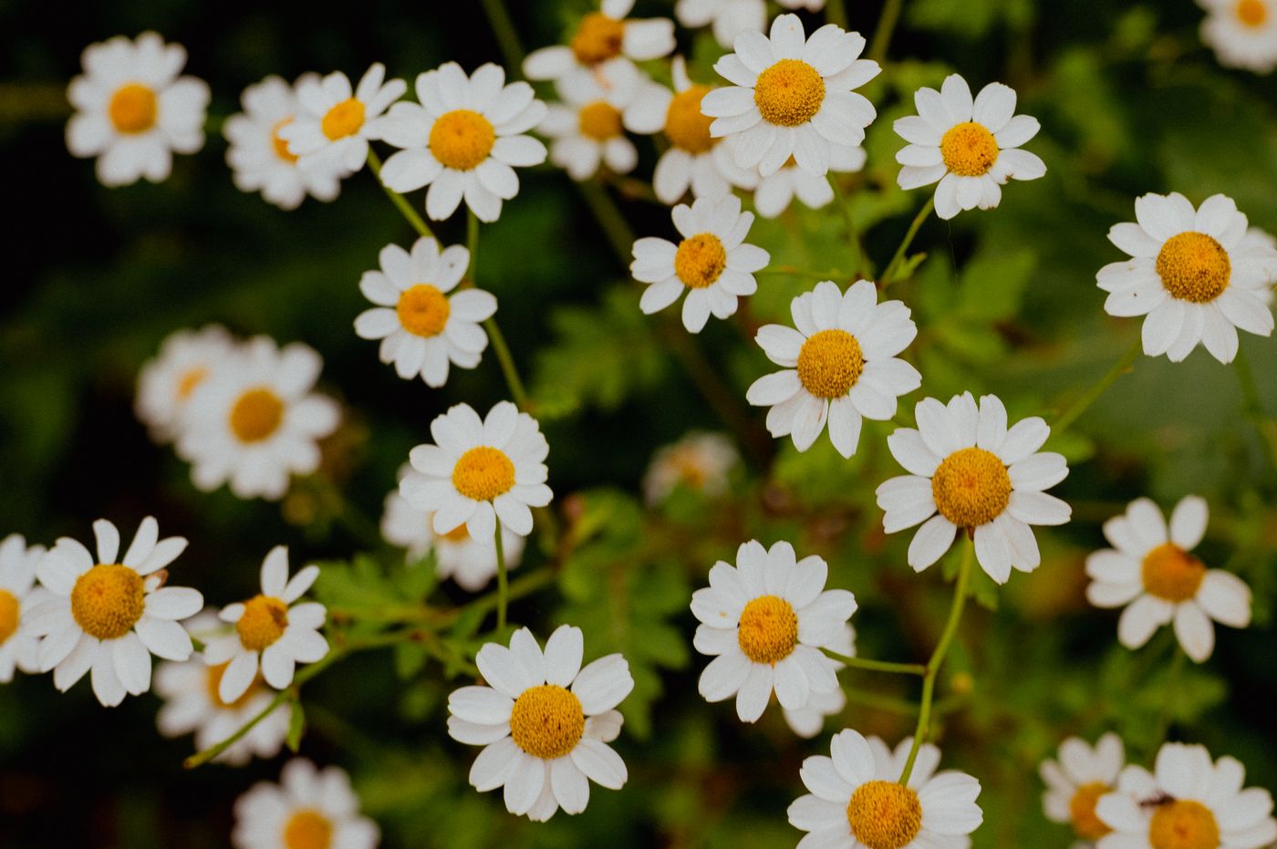 Roman Chamomile, the botanical source of kids soothing roll-on