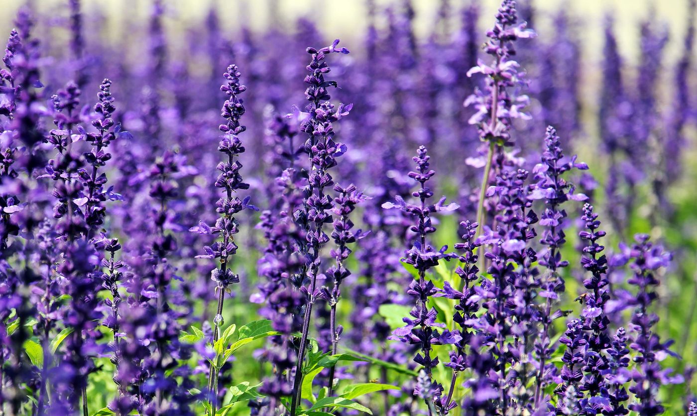 Lavender, the botanical source of lavender essential oil