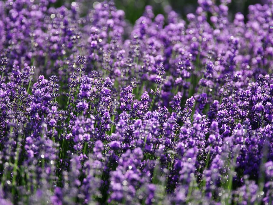 lavender field flowers