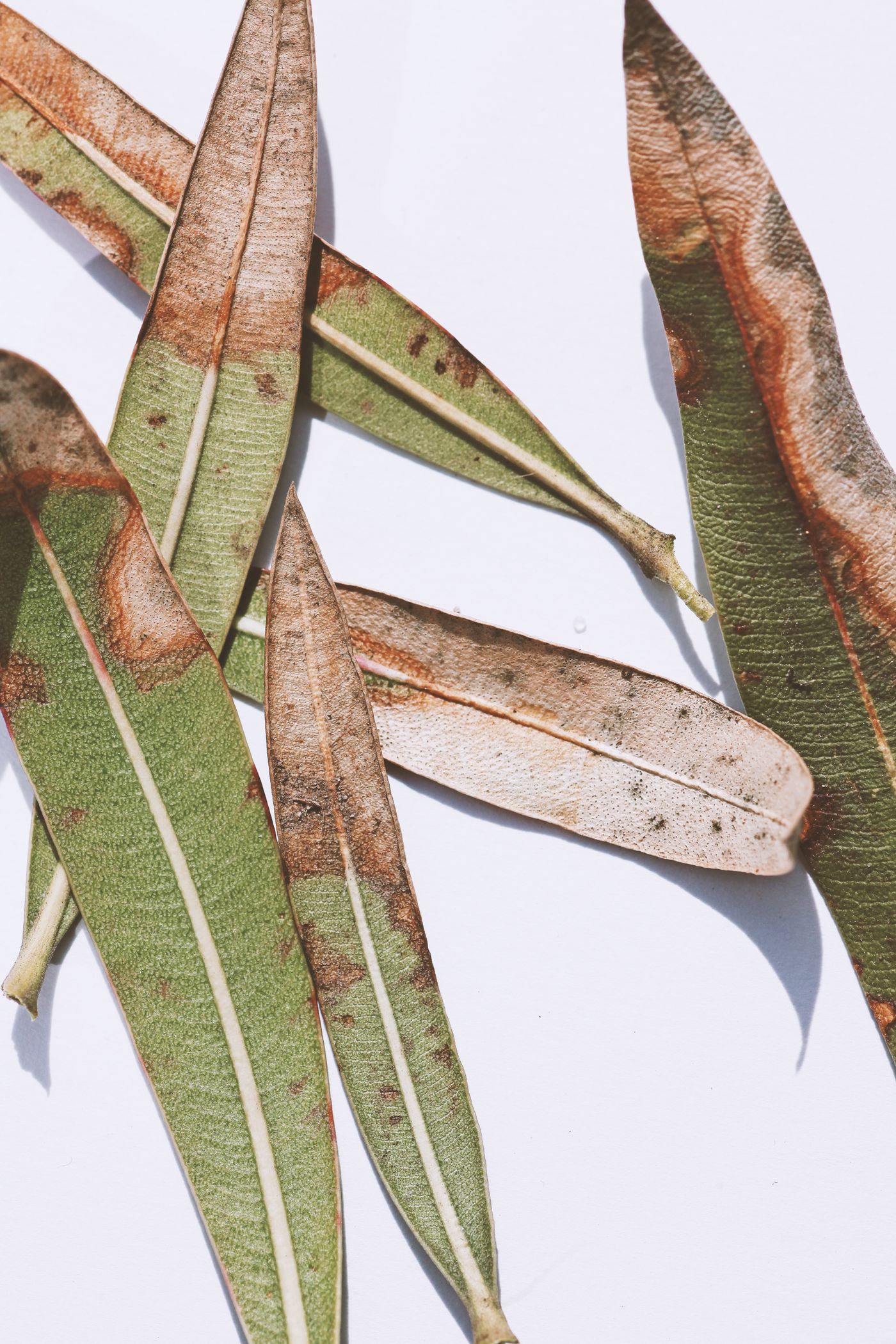 Lemon Eucalyptus, the botanical source of lemon essential oil