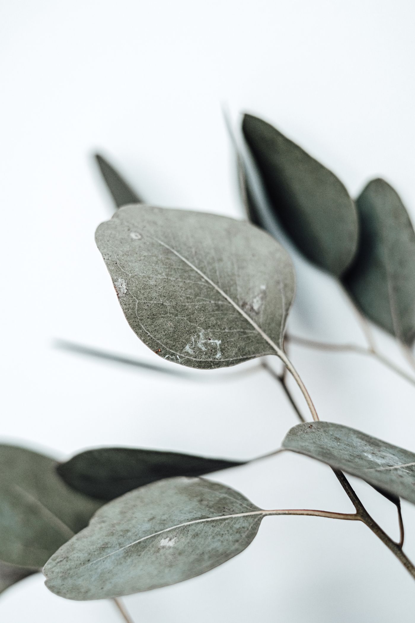 Lemon Eucalyptus, the botanical source of lemon eucalyptus essential oil