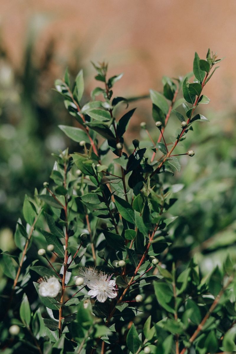 lemon myrtle leaves