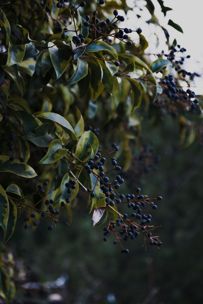 may chang berries