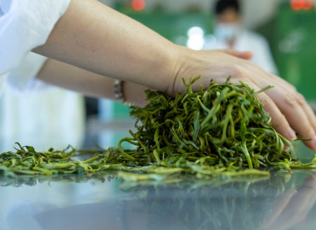 Green Tea - the ingredient used in Longjing Green Tea Bags, private label OEM Malaysia