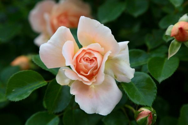 rose note