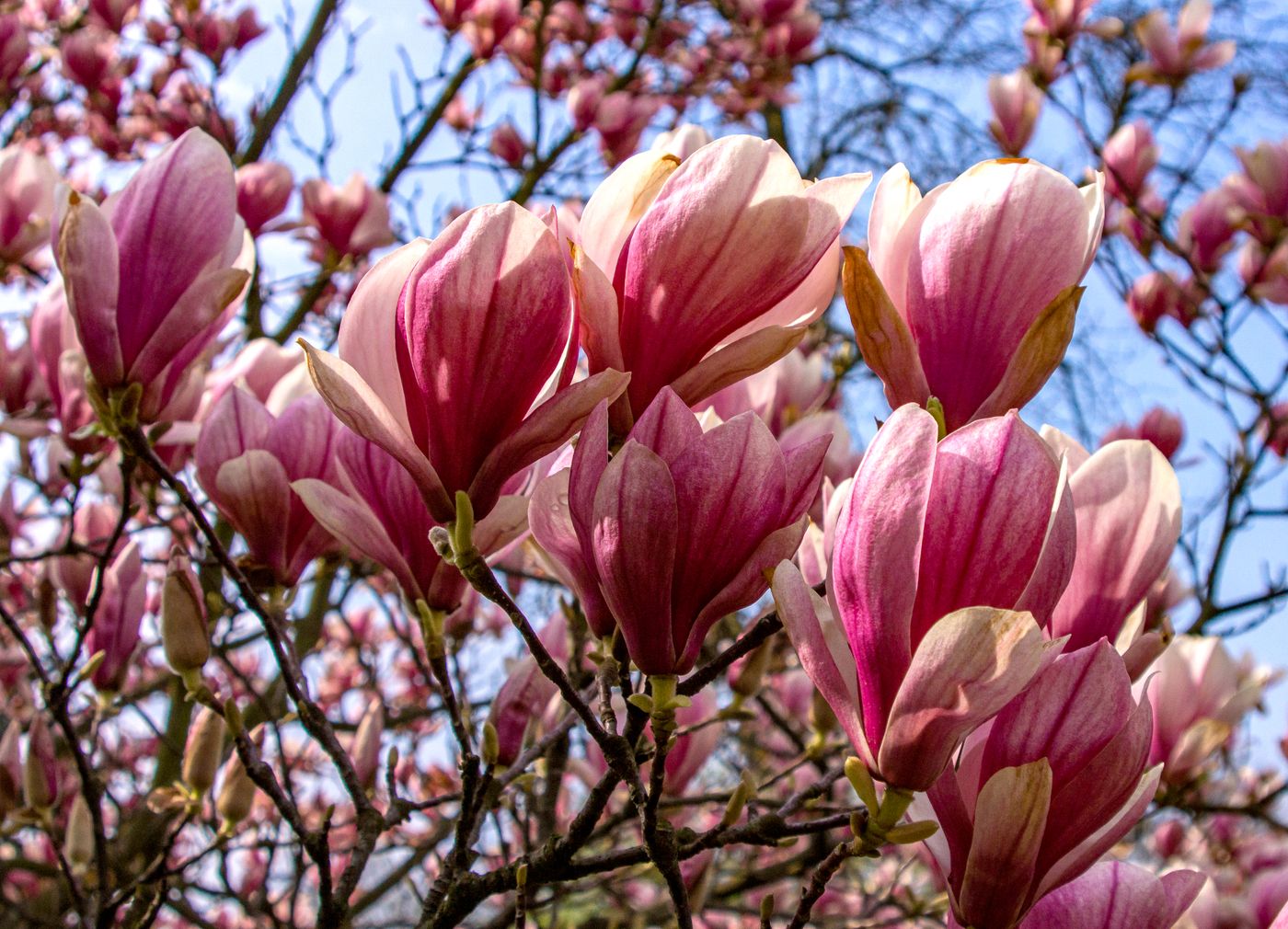 Magnolia, the botanical source of magnolia roll-on 10ml