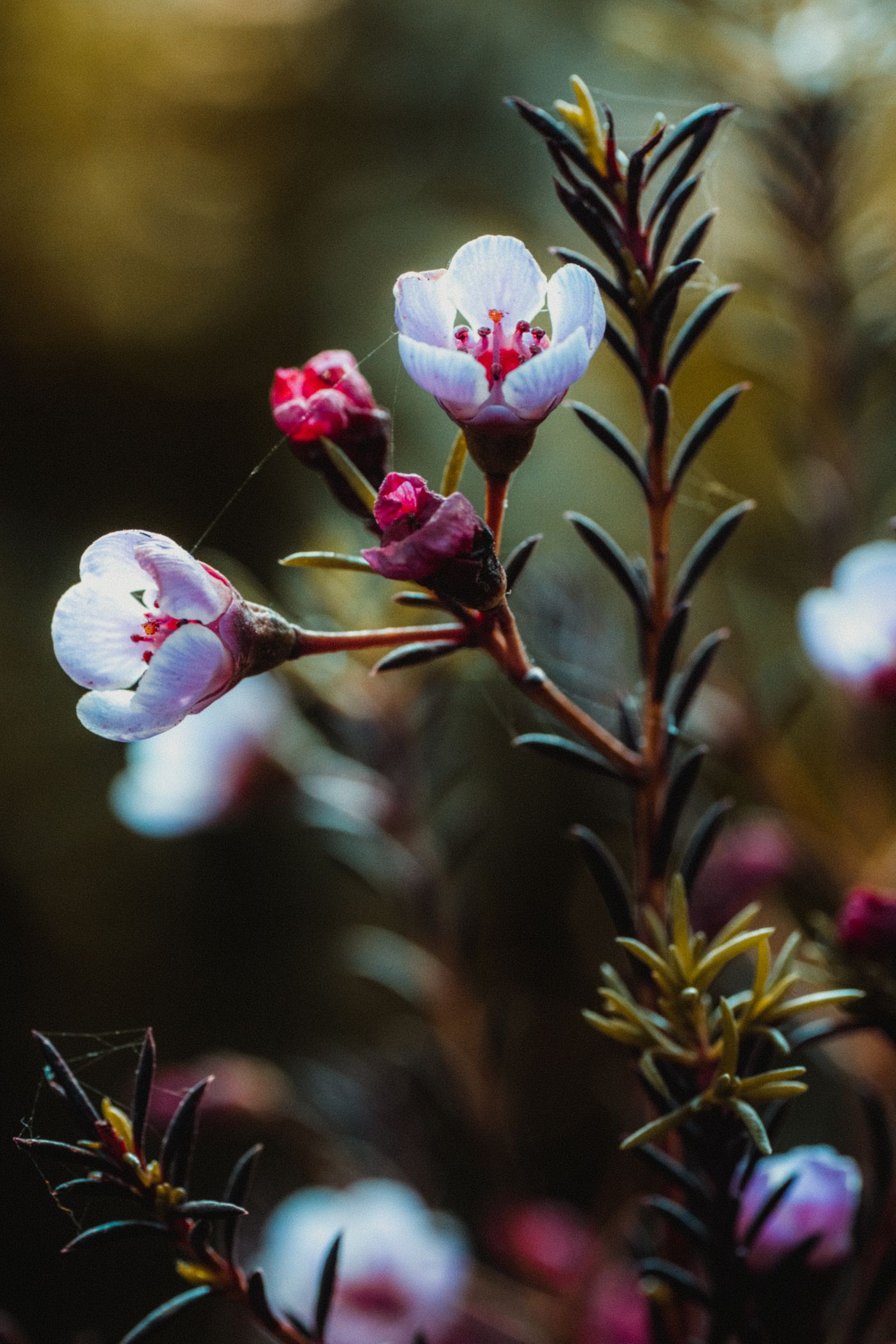 Manuka, the botanical source of manuka essential oil