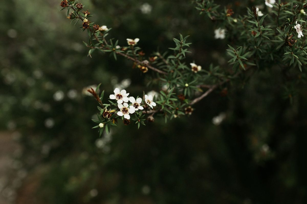 manuka flowers