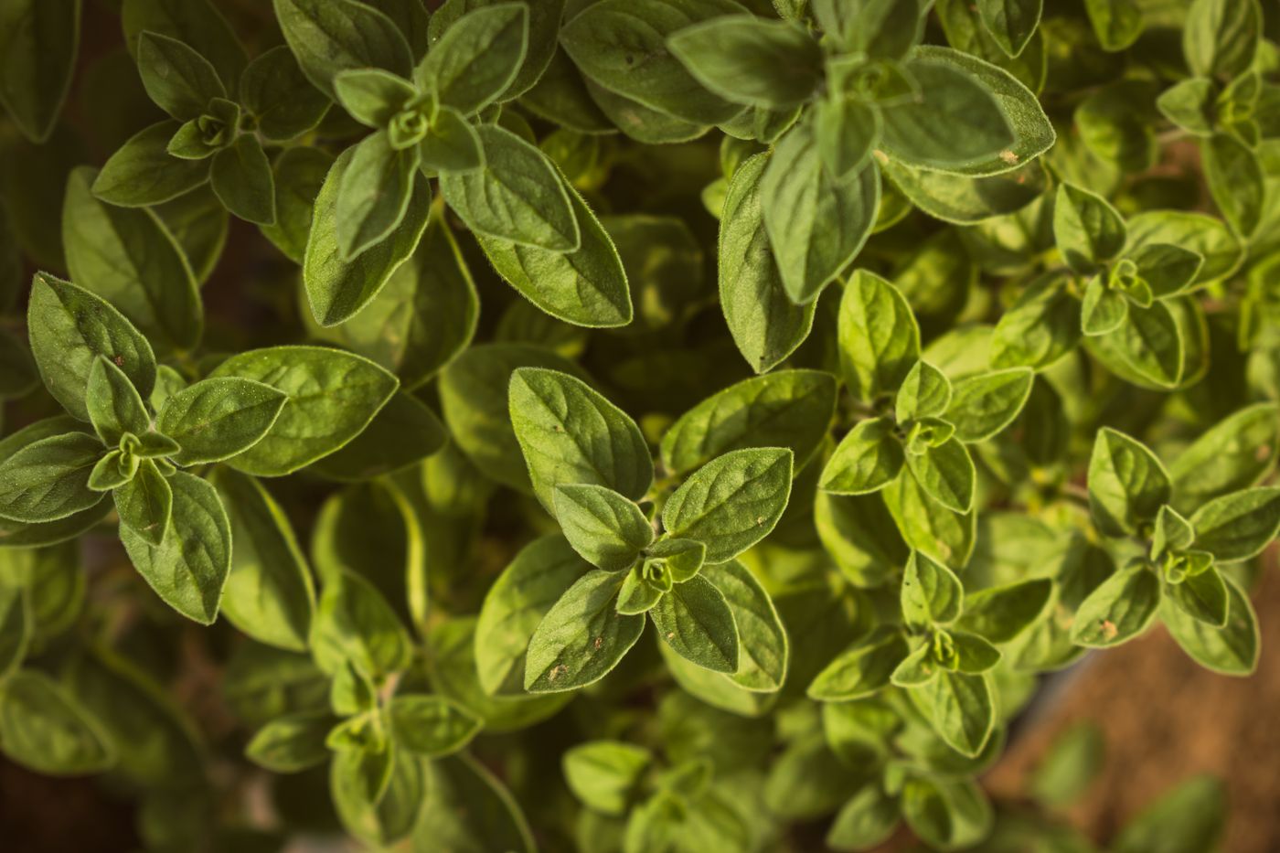 Marjoram, the botanical source of marjoram essential oil
