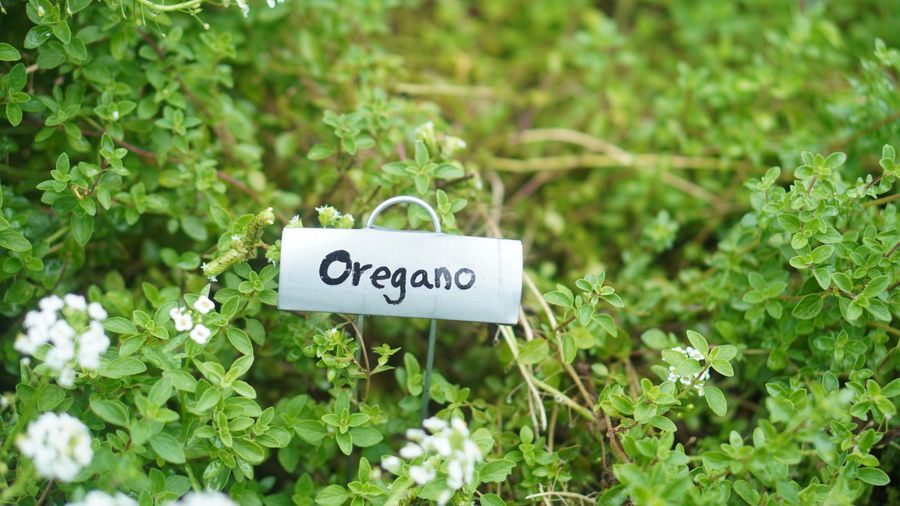 oregano herb growing