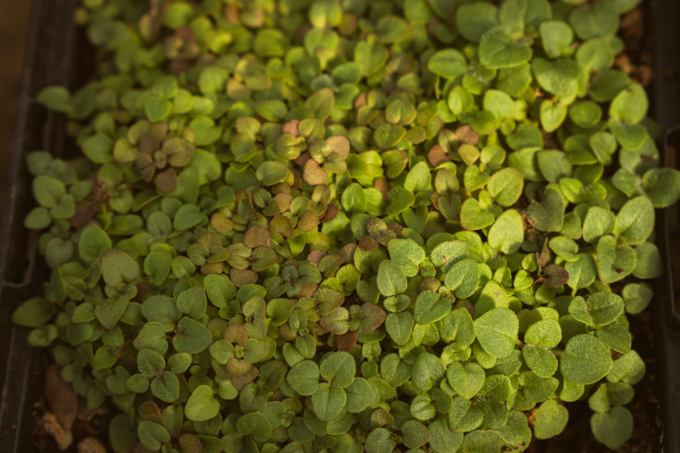 Marjoram, the botanical source of massage & bodywork blend