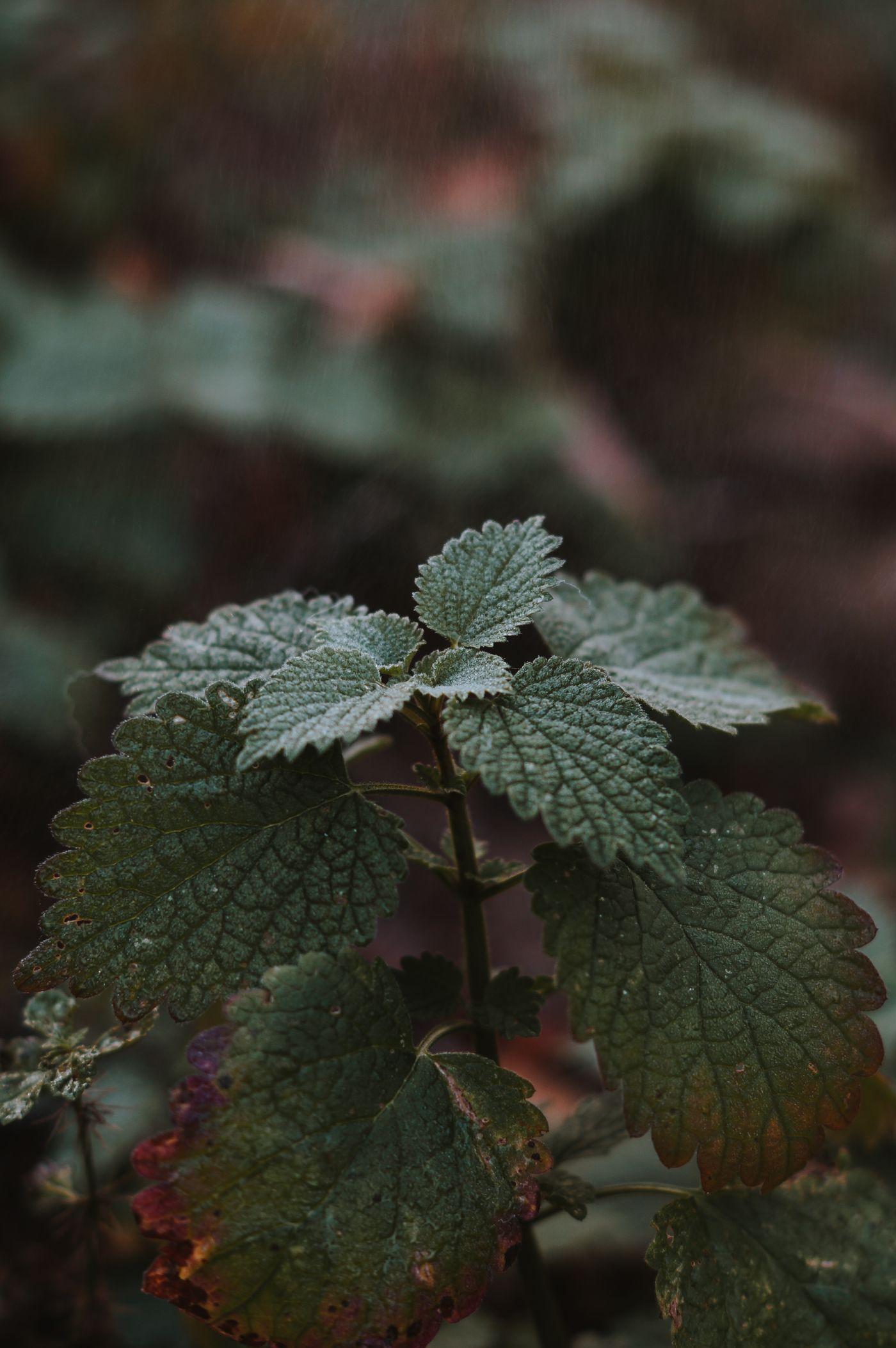 Melissa, the botanical source of melissa essential oil 5ml