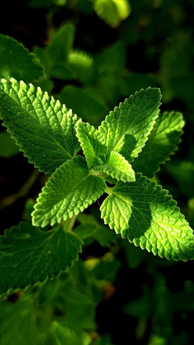 lemon balm plant