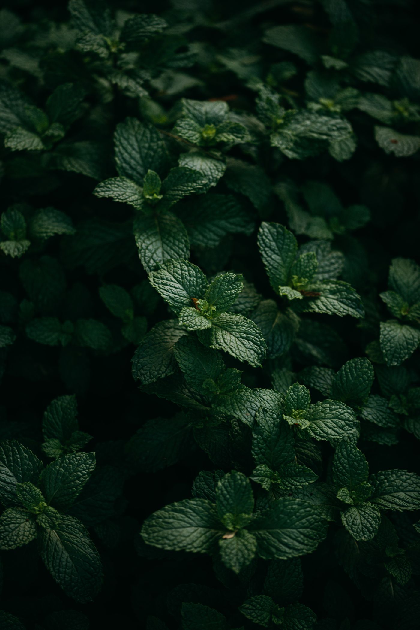 Peppermint, the botanical source of muscle cooling roll-on 10ml