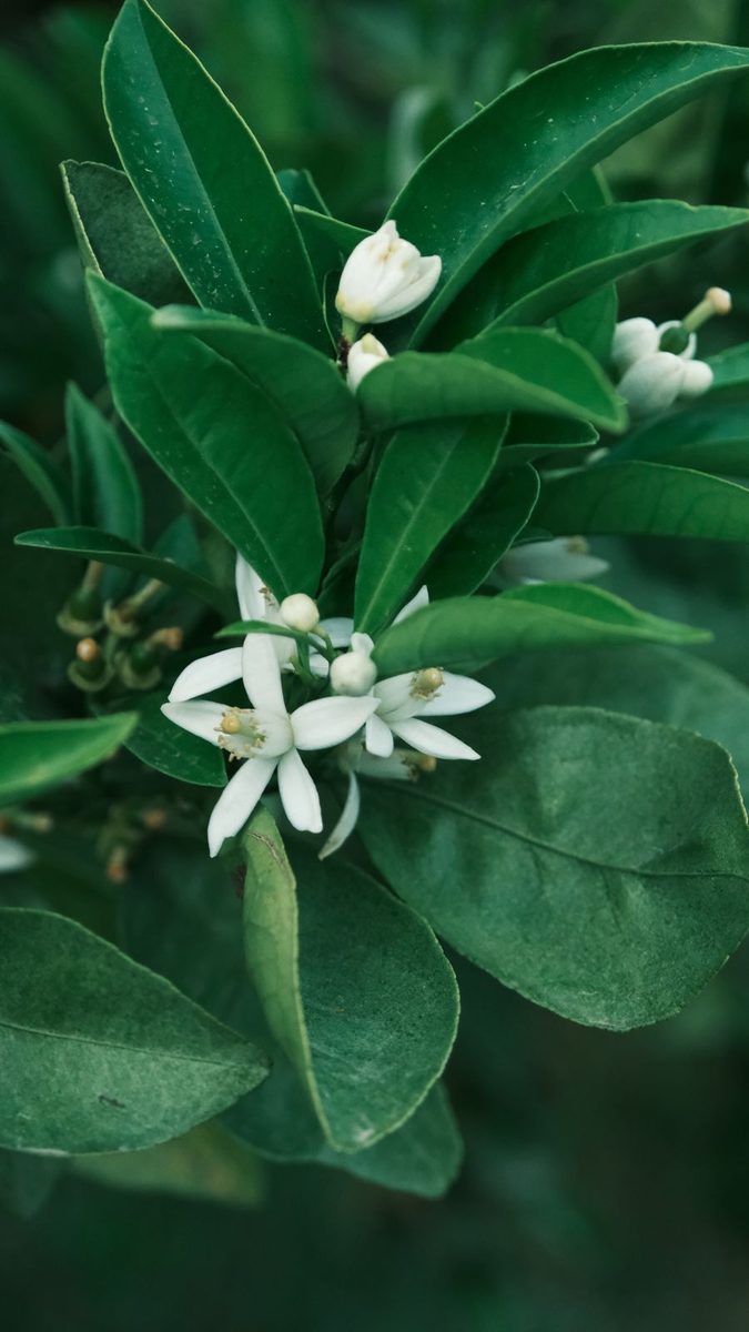 orange blossom flower