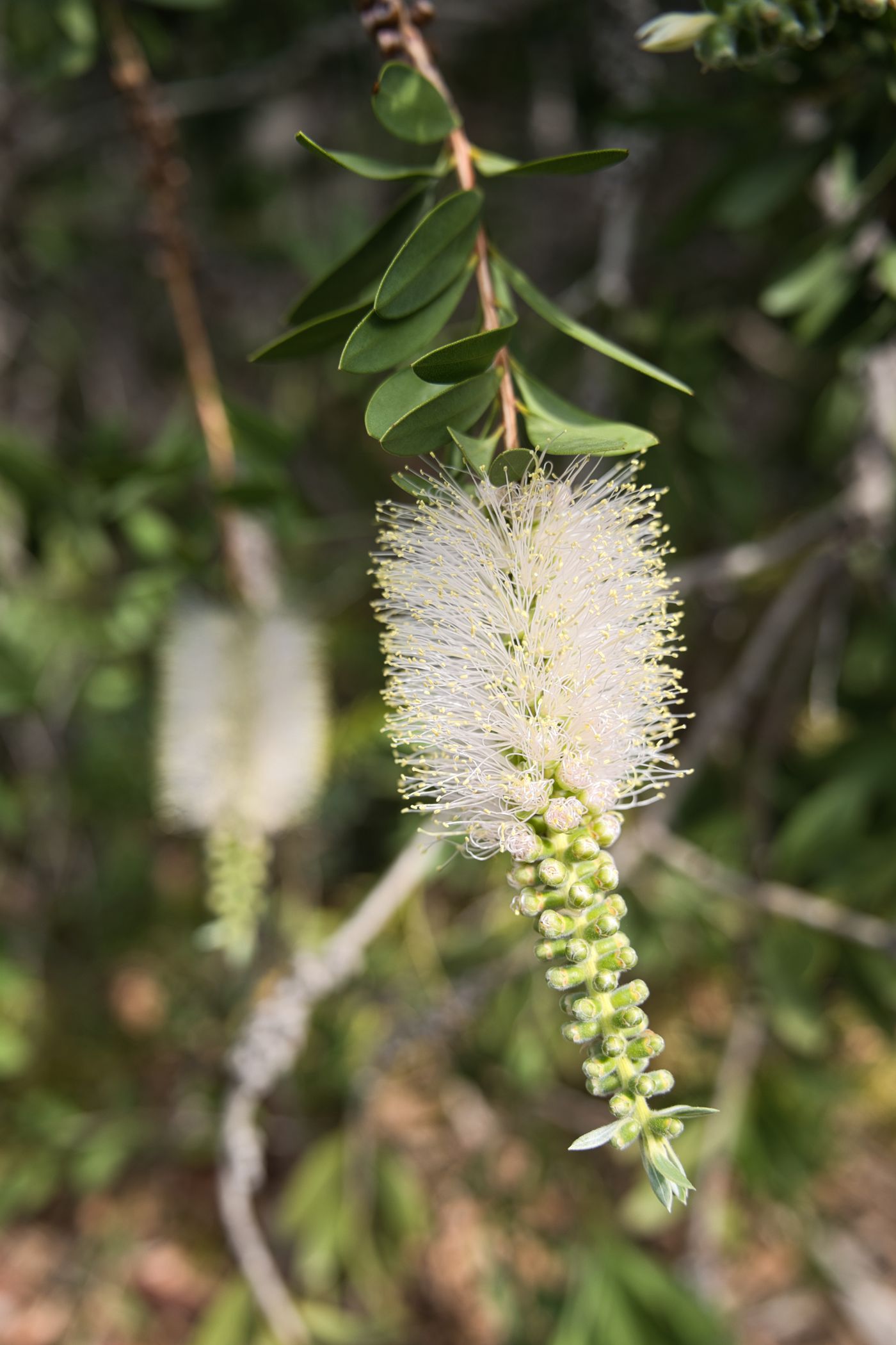 Niaouli, the botanical source of niaouli essential oil