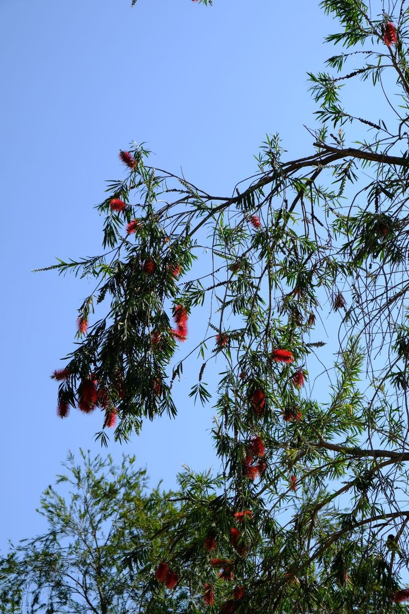 melaleuca tree leaves