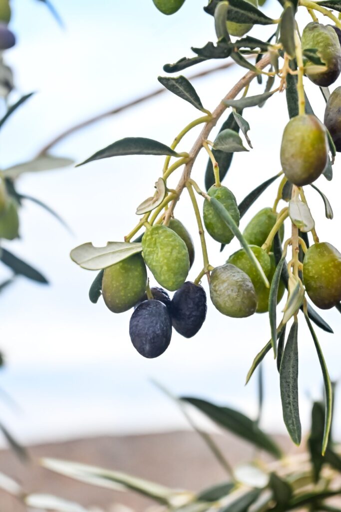Olive - the ingredient used in Olive Nourishing Hair Oil, private label OEM Malaysia