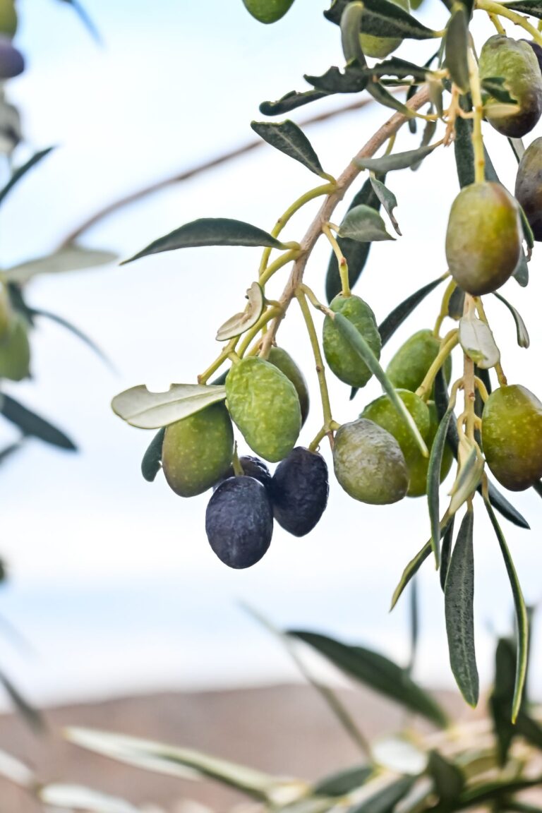 Olive - the ingredient used in Olive Nourishing Hair Oil, private label OEM Malaysia