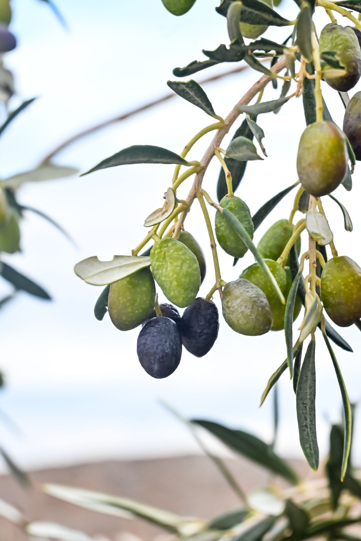 Olive - the ingredient used in Olive Nourishing Hair Oil, private label OEM Malaysia