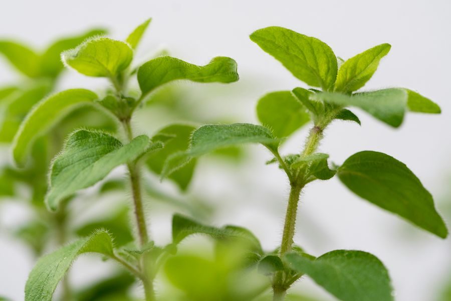 oregano plant