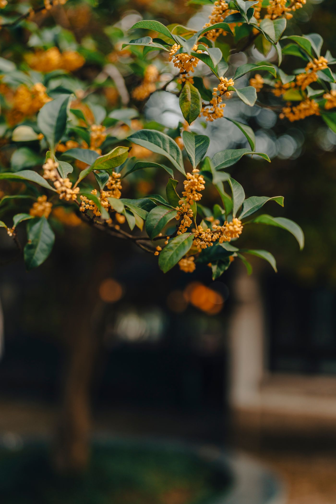 Osmanthus, the botanical source of osmanthus essential oil 5ml