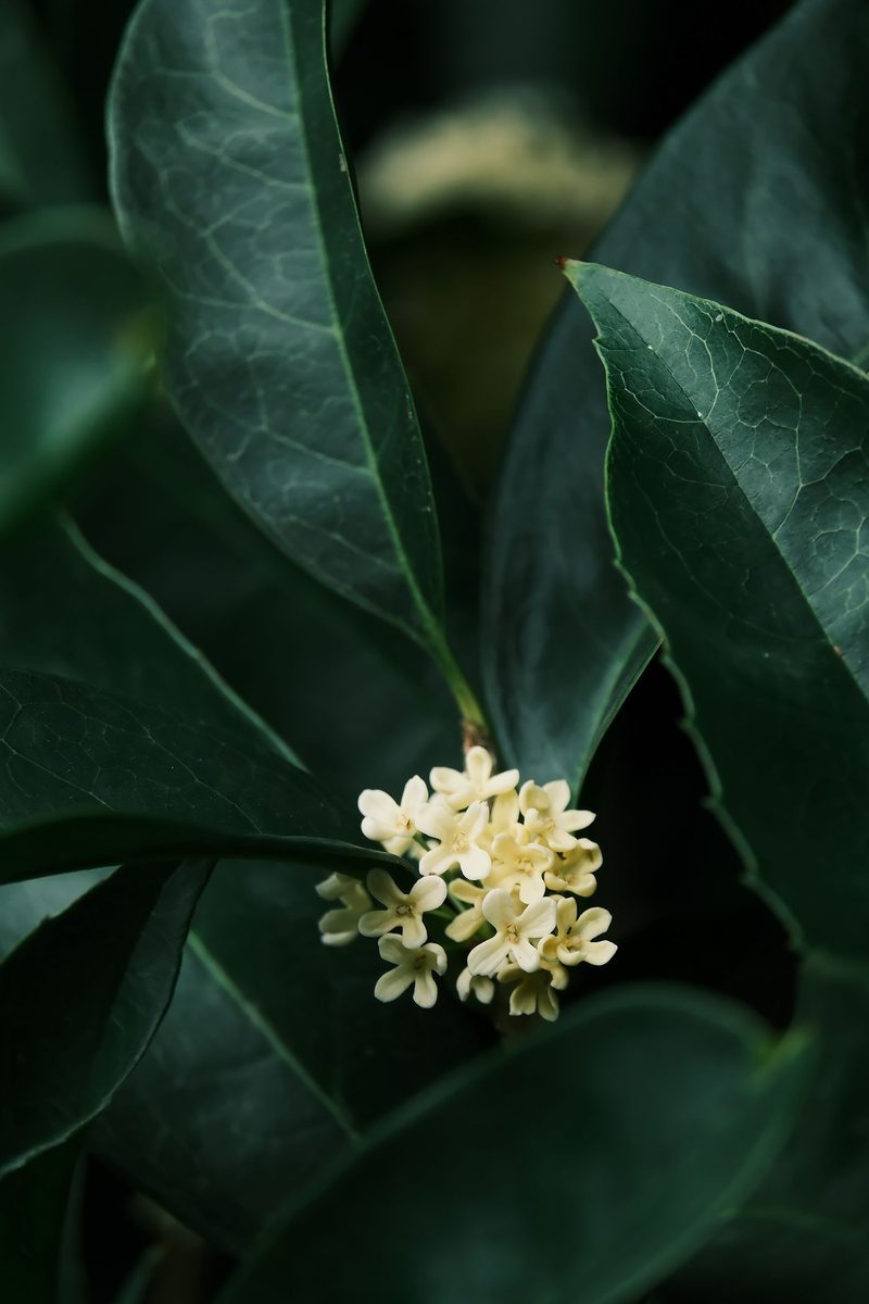 osmanthus flower