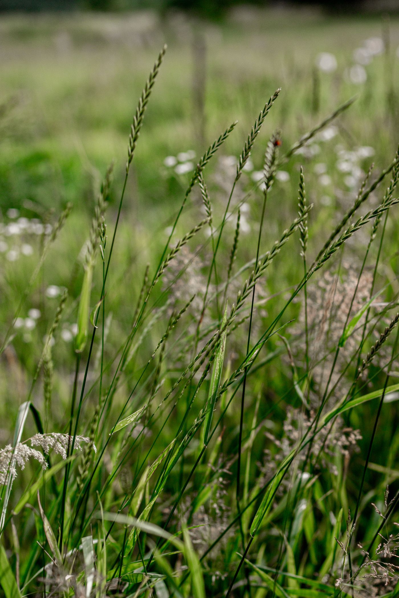 Palmarosa, the botanical source of palmarosa essential oil